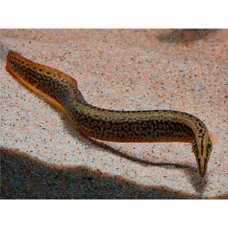 Afromastacembelus frenatus - imagine 3